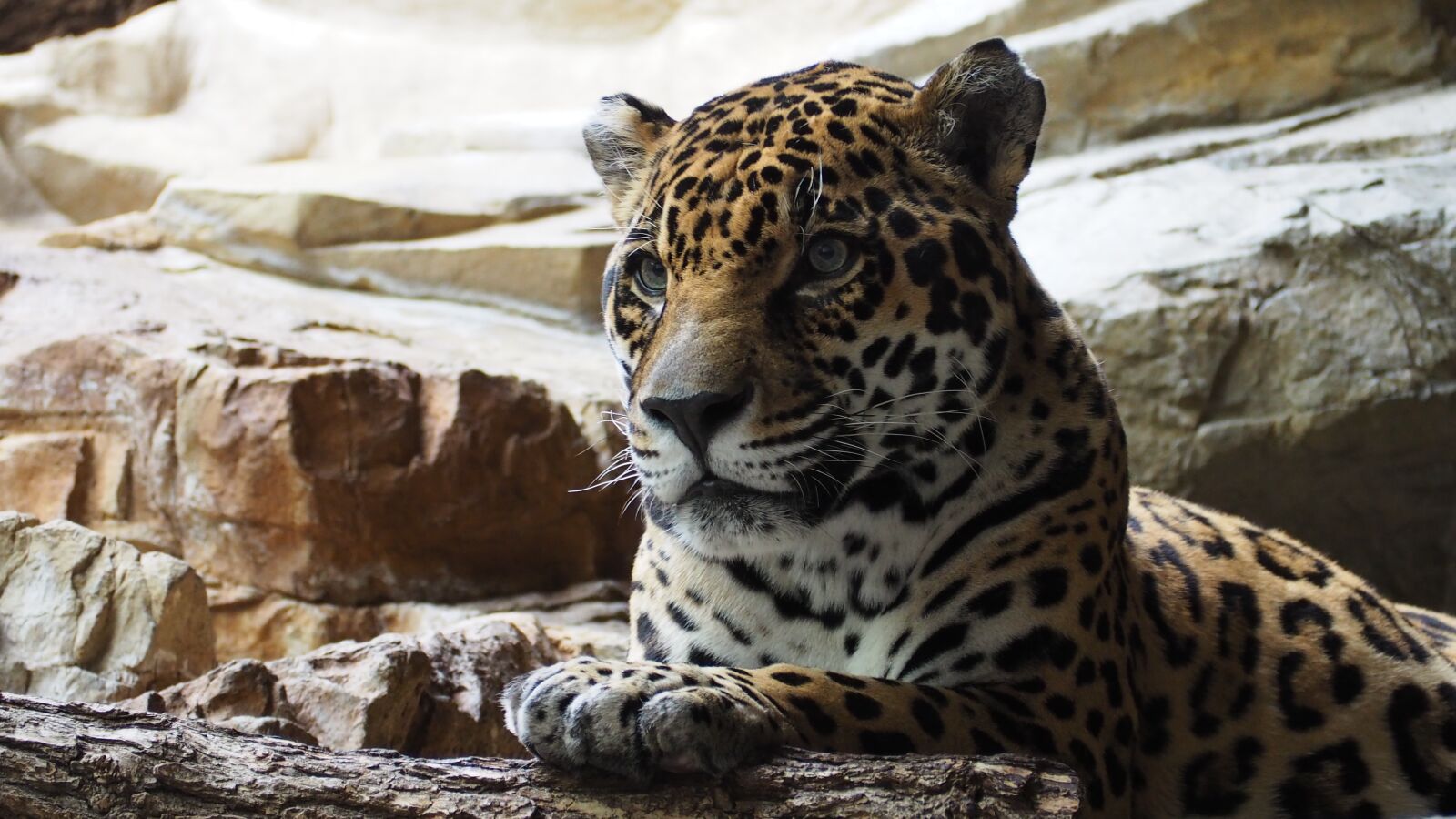 Olympus OM-D E-M10 II sample photo. Jaguar, cat, animal photography
