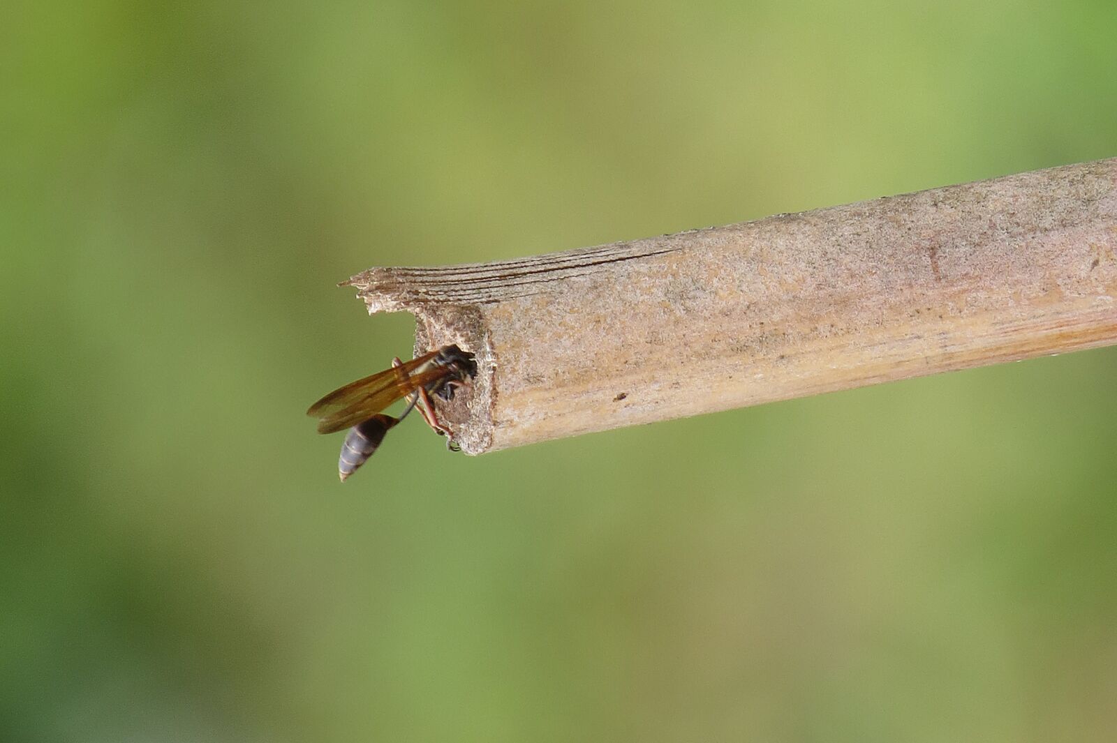 Canon PowerShot SX50 HS sample photo. Image, insect macro, wasp photography