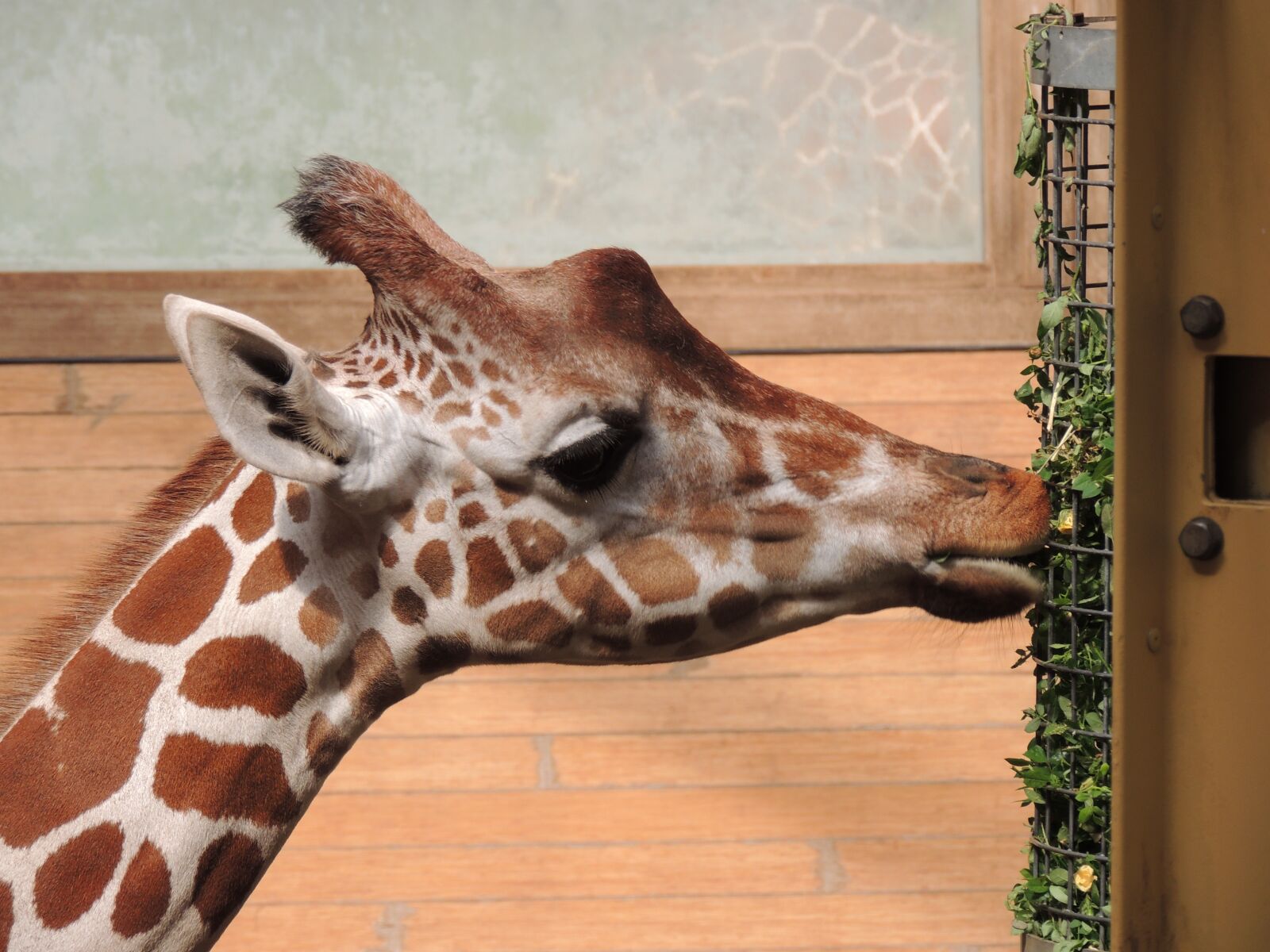 Nikon Coolpix P510 sample photo. Giraffe, zoo, animal photography