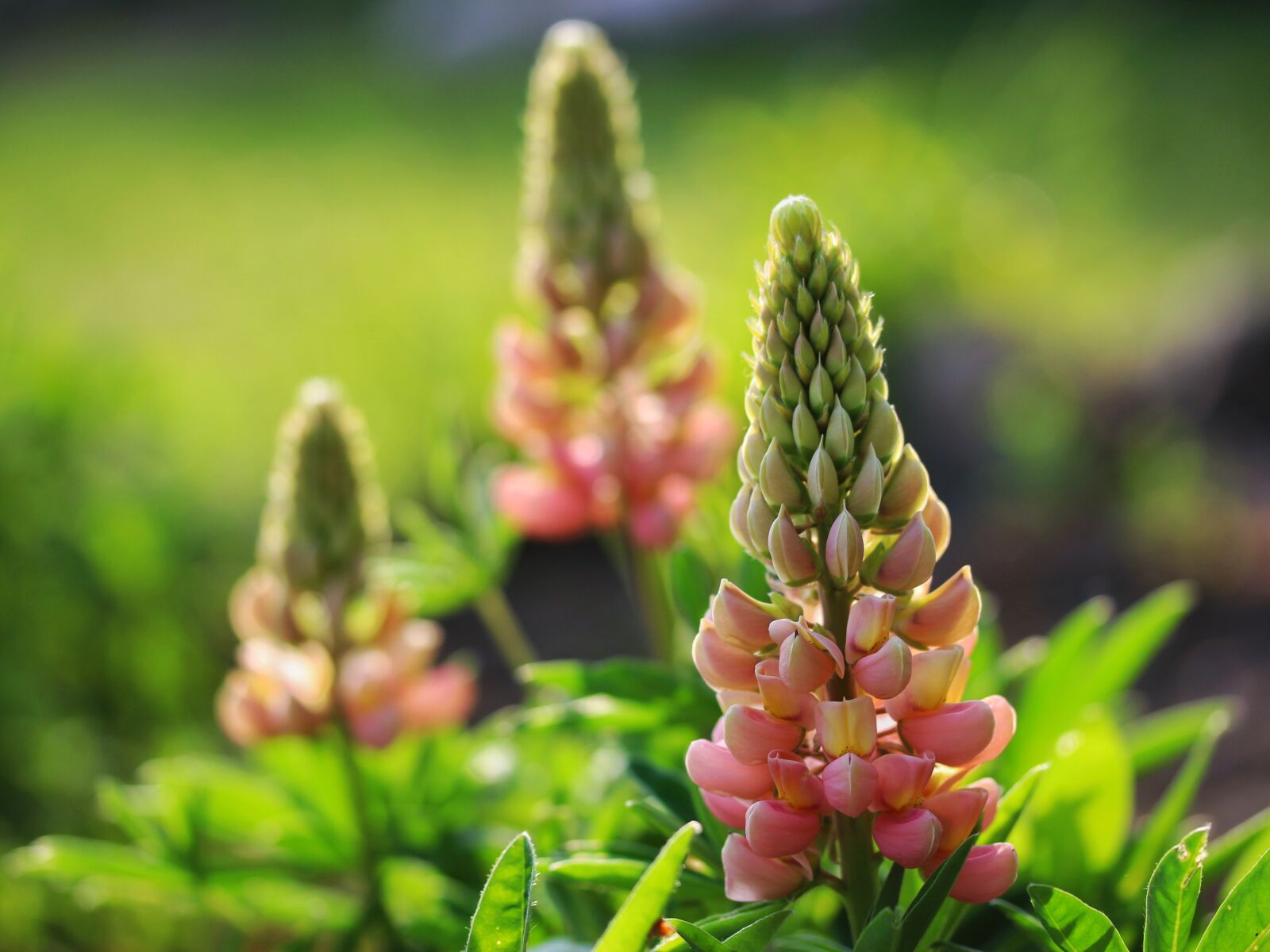 Canon EOS 1300D (EOS Rebel T6 / EOS Kiss X80) + Canon EF-S 60mm F2.8 Macro USM sample photo. Lupins, flowers, spring photography