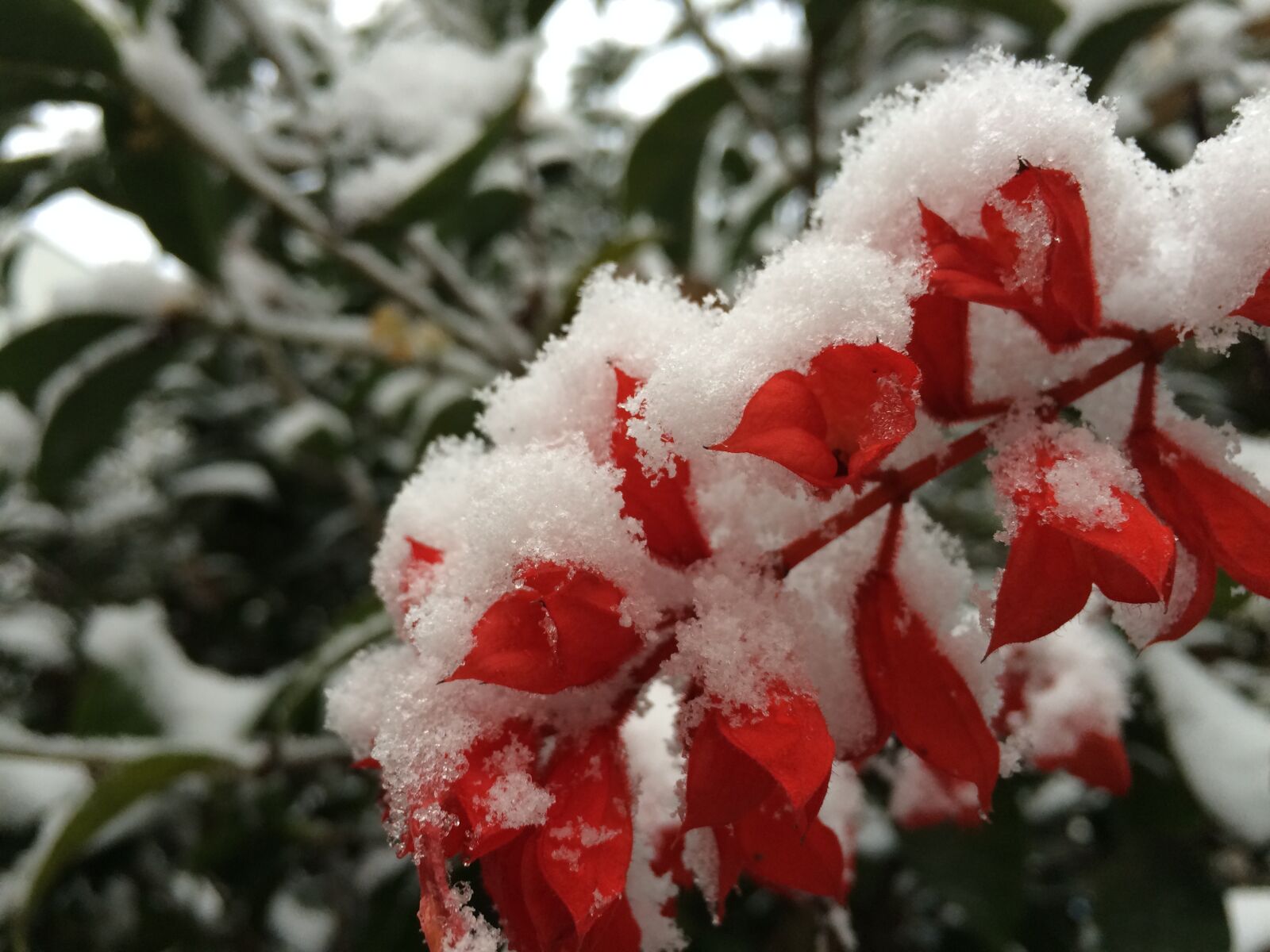 iPhone 5s back camera 4.15mm f/2.2 sample photo. Snowflake, plant, color photography