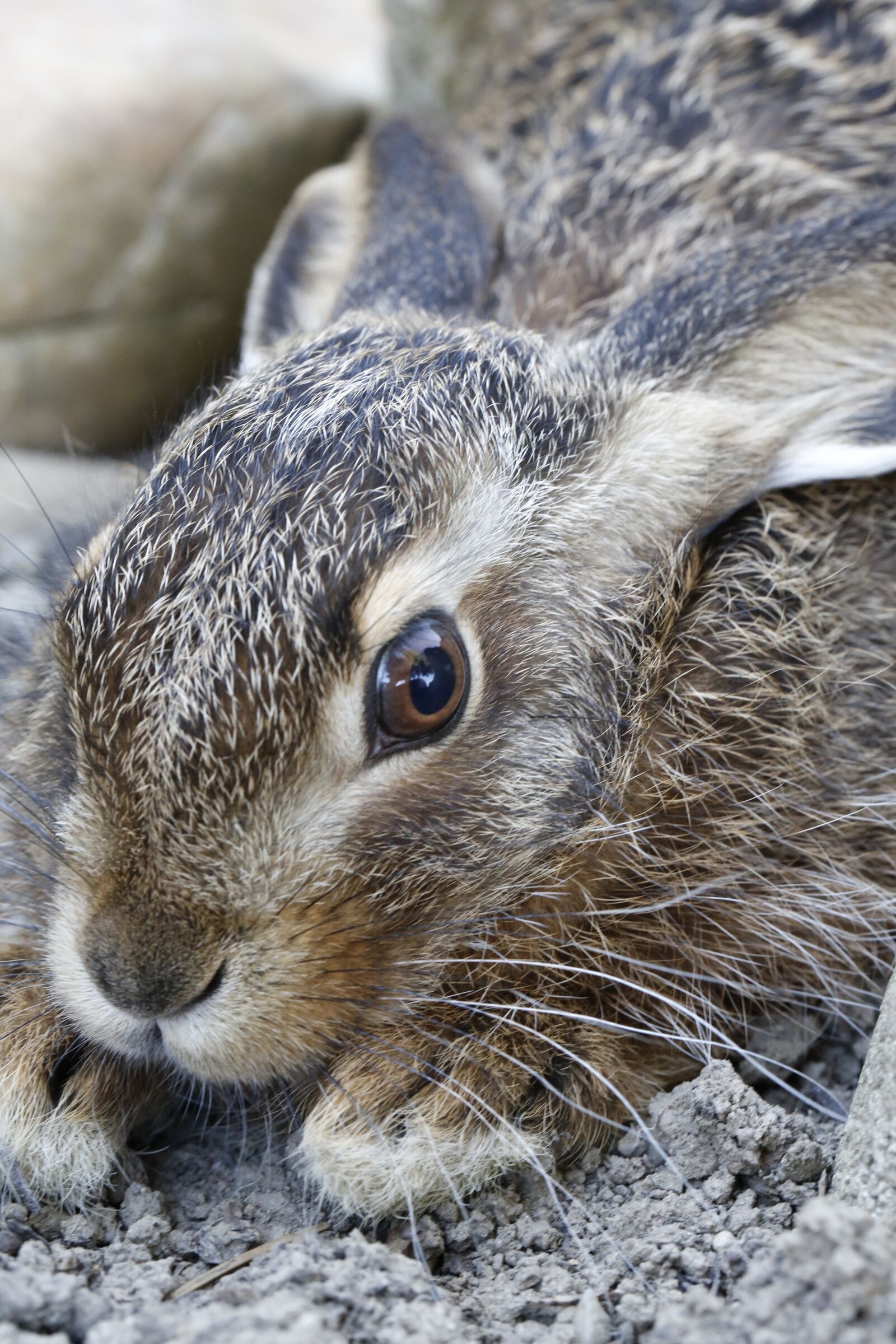 Canon EF 100mm F2.8L Macro IS USM sample photo. Hare, meister lampe, nature photography