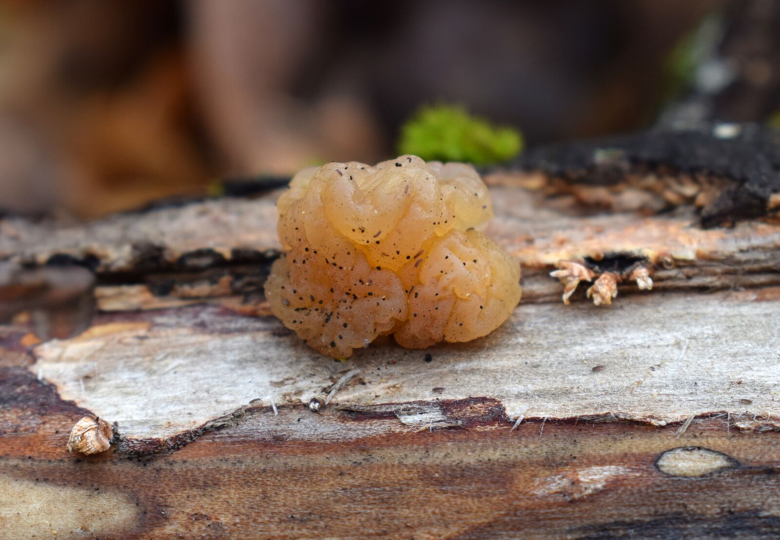 Nikon D3300 sample photo. Jelly fungus, fungi, plant photography