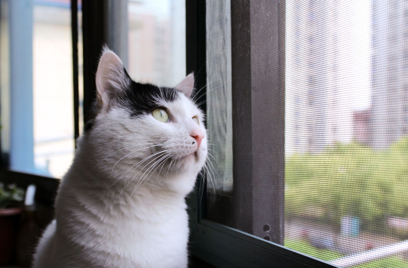 Canon EOS 1200D (EOS Rebel T5 / EOS Kiss X70 / EOS Hi) sample photo. Cat, look far into photography
