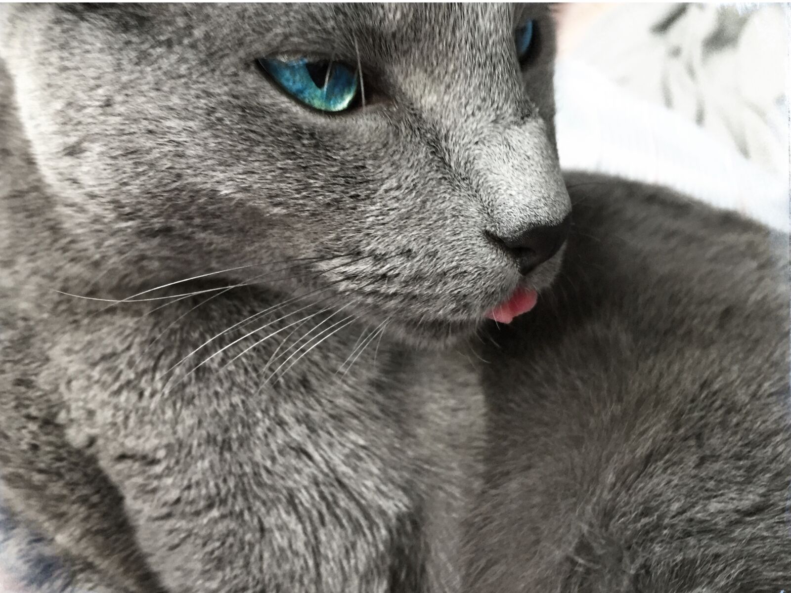 Apple iPhone 6 sample photo. Russian blue, cat, rest photography