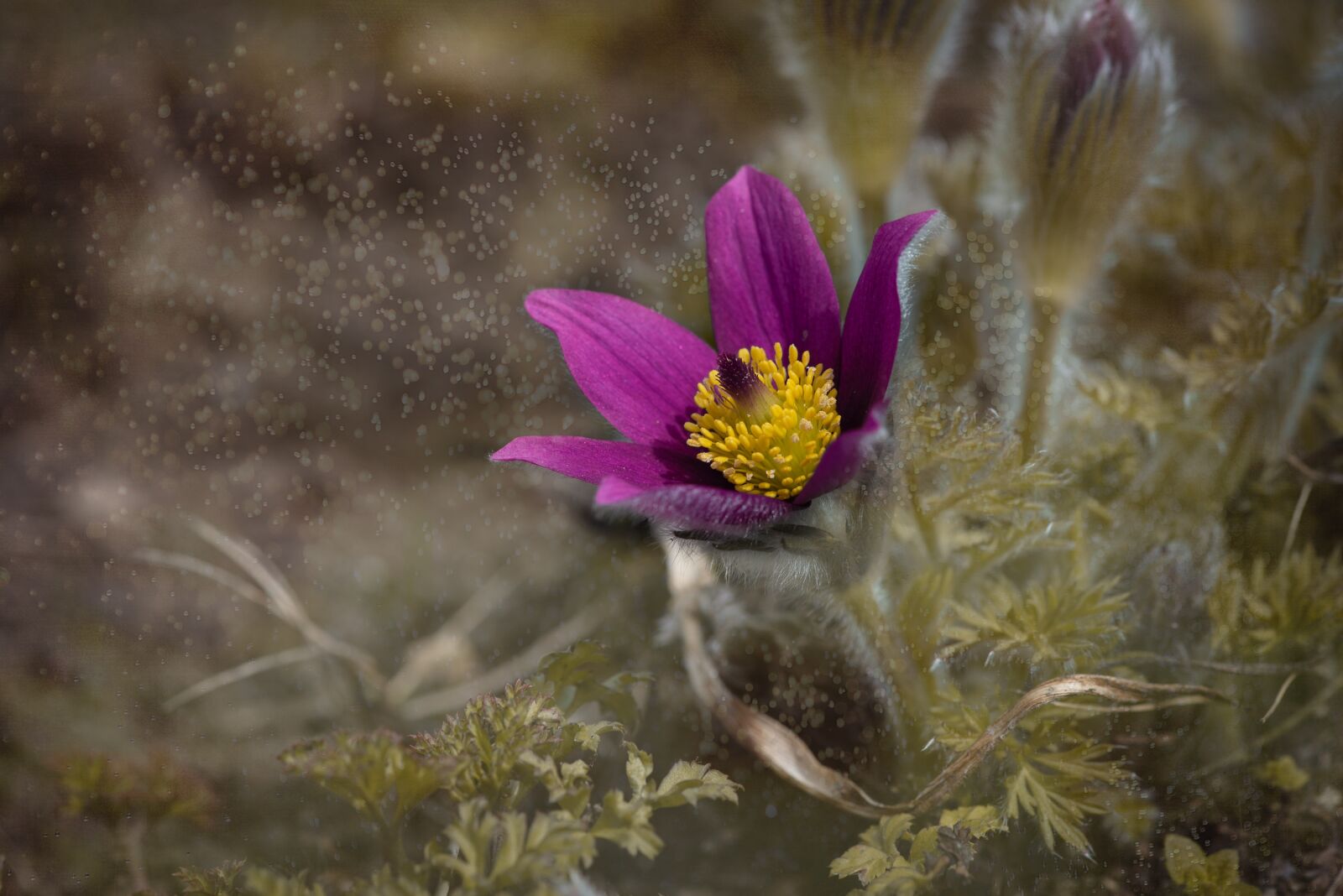 Nikon D750 sample photo. Anemone, flower, blossom photography