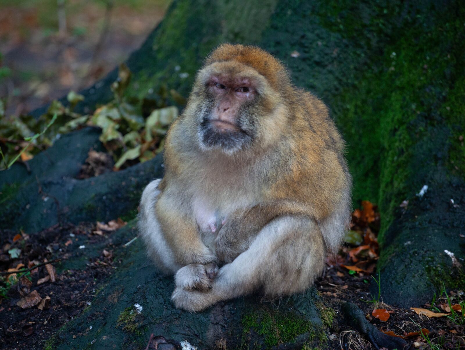 Canon EF 70-200mm F4L USM sample photo. Barbary macaque, grumpy monkey photography