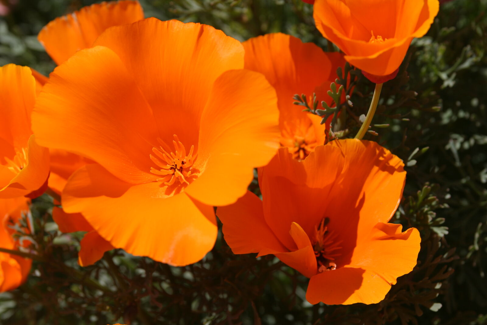 Canon EOS 10D sample photo