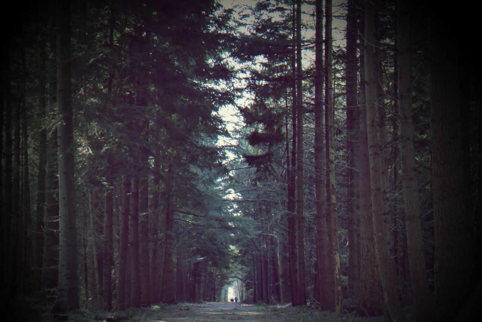 Samsung NX300 sample photo. Adventure, conifer, dark, dawn photography