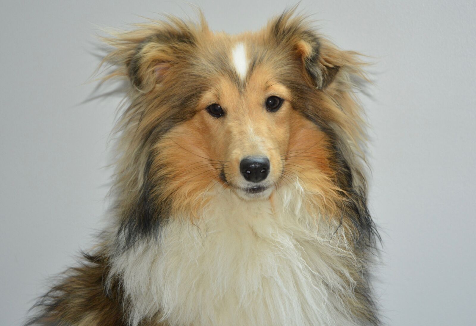 Nikon D5200 sample photo. Dog, bitch, bitch shetland photography