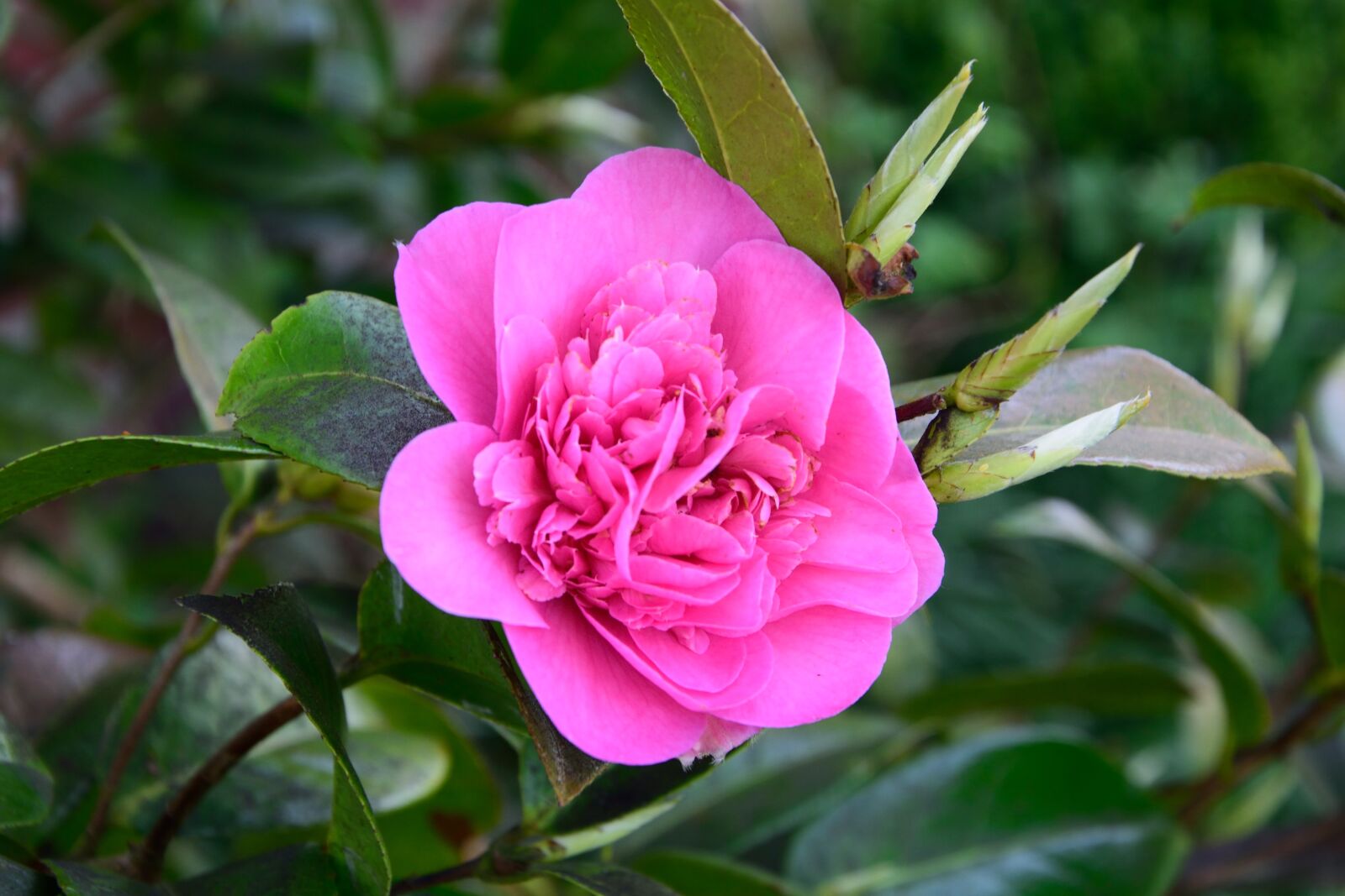 Nikon D3300 sample photo. Pink, flower, nature photography