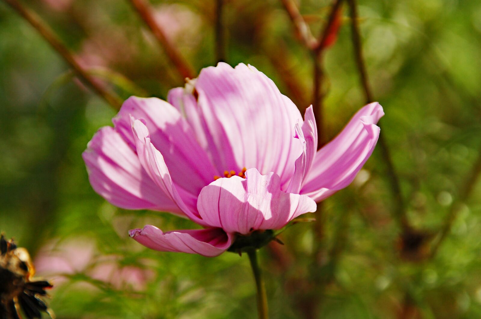 Nikon D50 sample photo. Hollyhock, pink, flower photography