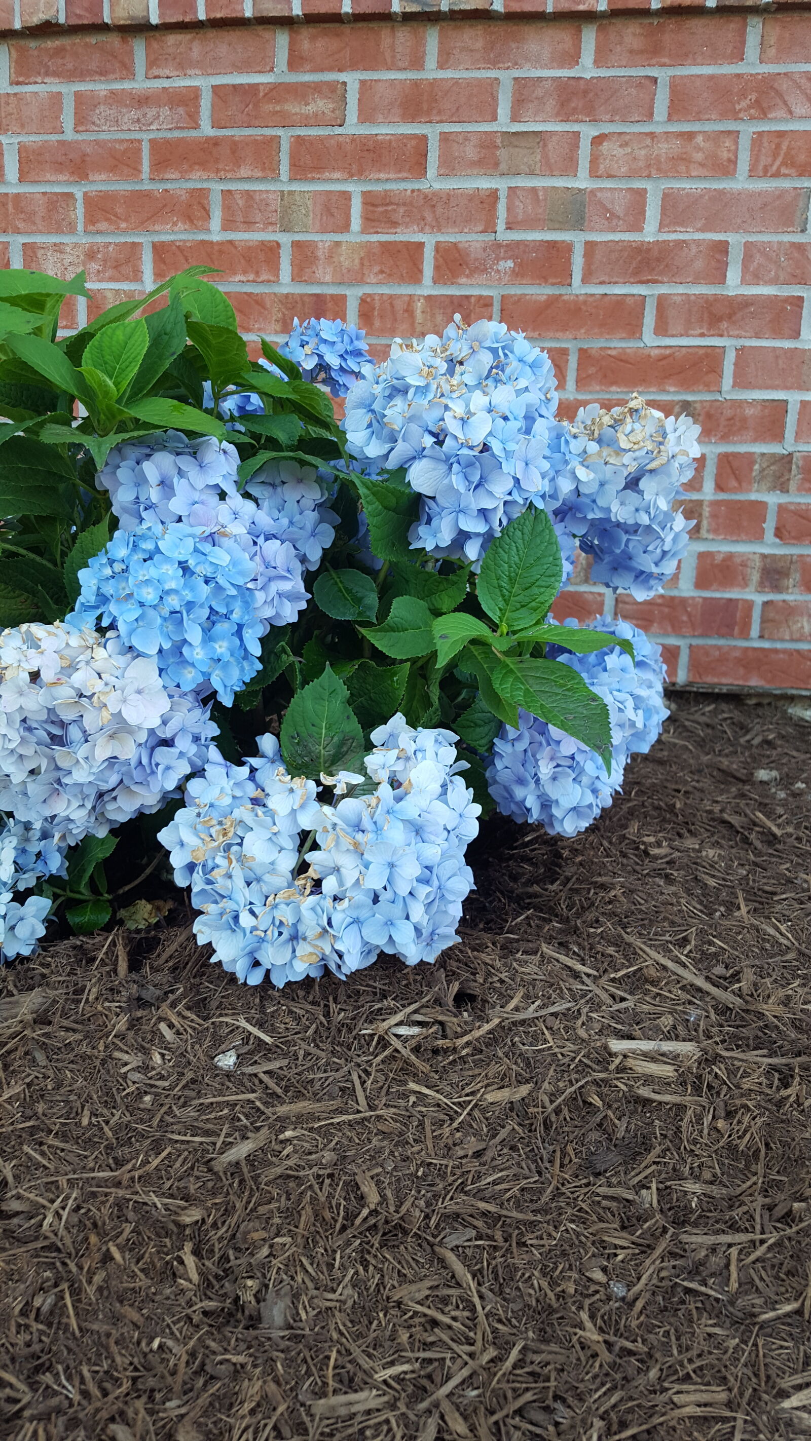 Samsung Galaxy S6 sample photo. Blue, brick, flower, garden photography
