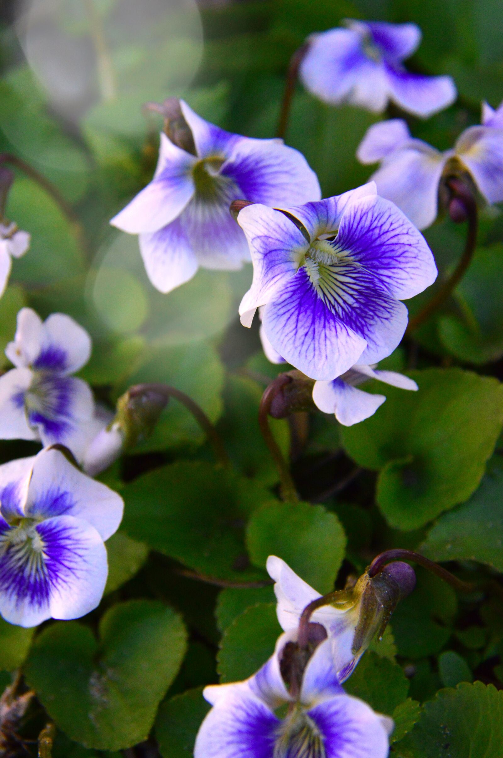 Nikon D3200 sample photo. Flower, outdoors, nature photography