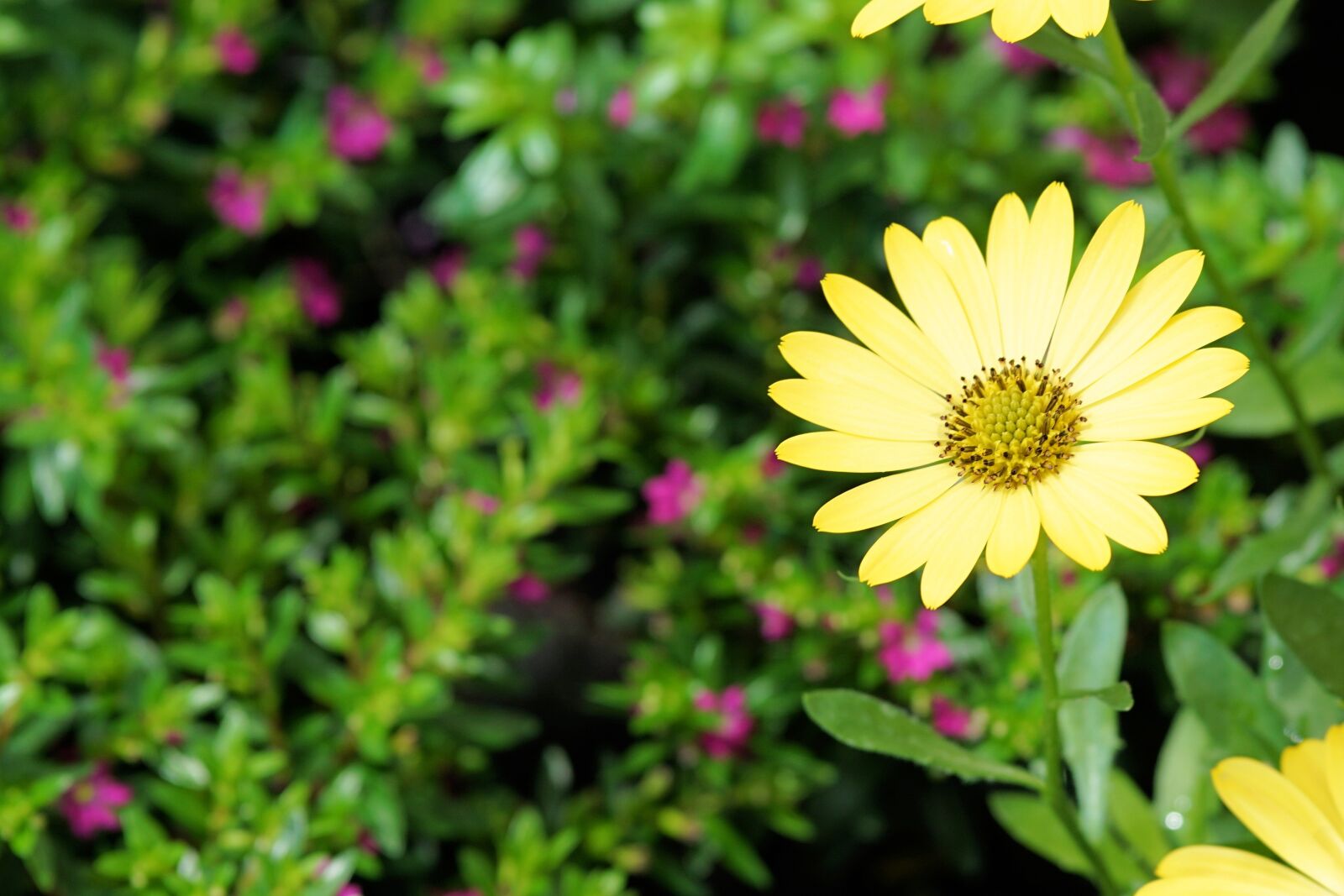 Sony a6000 + E 60mm F2.8 sample photo. Flower, blossom, bloom photography