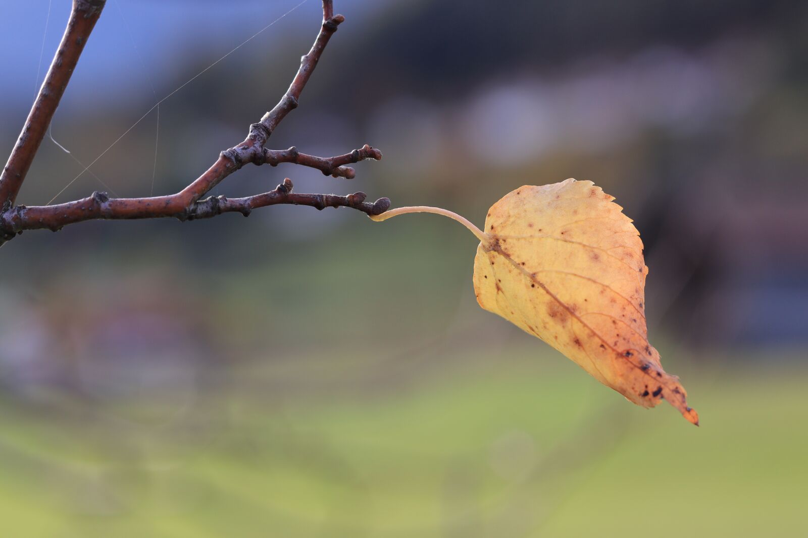 Canon EOS 250D (EOS Rebel SL3 / EOS Kiss X10 / EOS 200D II) sample photo. Branch, leaf, autumn photography