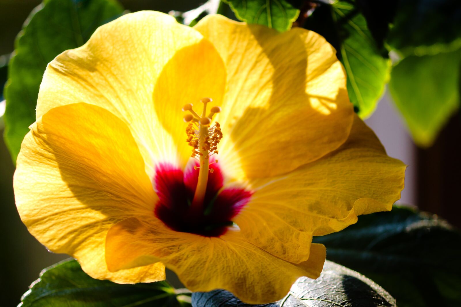 Canon EOS 200D (EOS Rebel SL2 / EOS Kiss X9) sample photo. Hibiscus, marshmallow, blossom photography