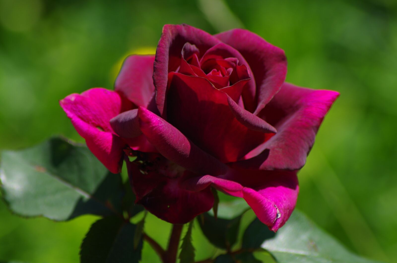 Pentax K-50 sample photo. Rose, floribunda, blossom photography