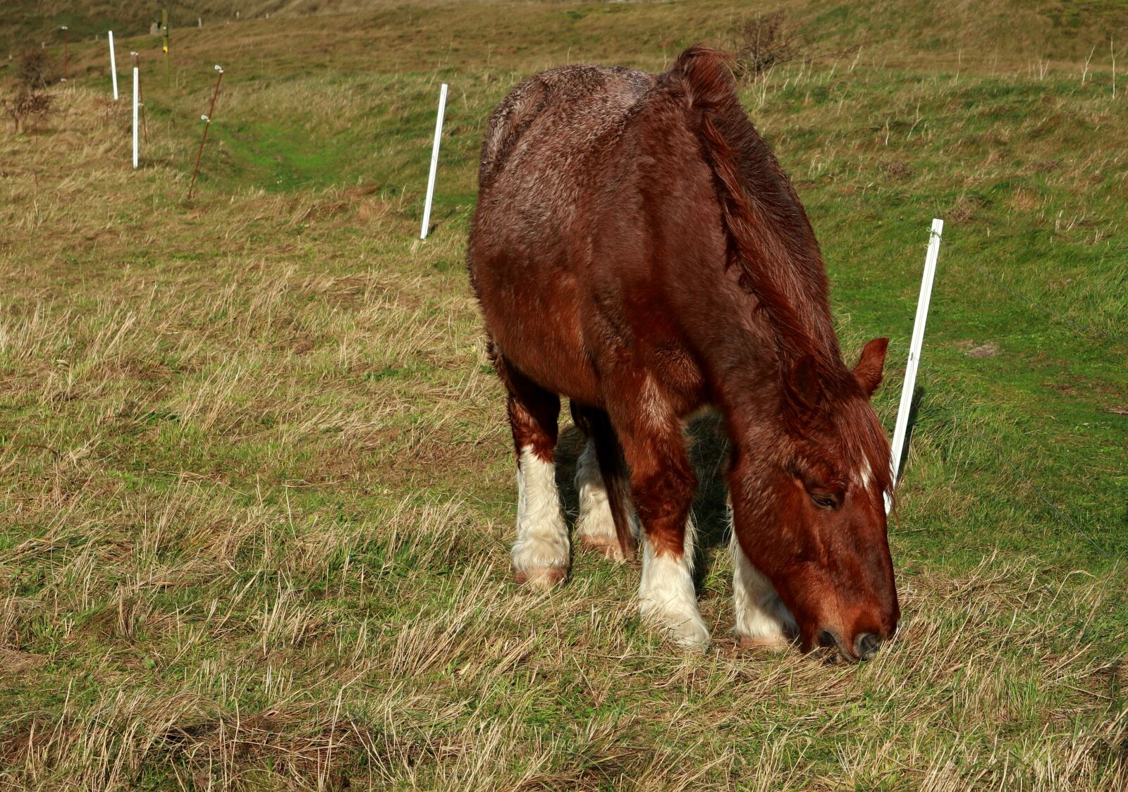 Canon PowerShot G1 X Mark III sample photo. Animal, horse, breton photography