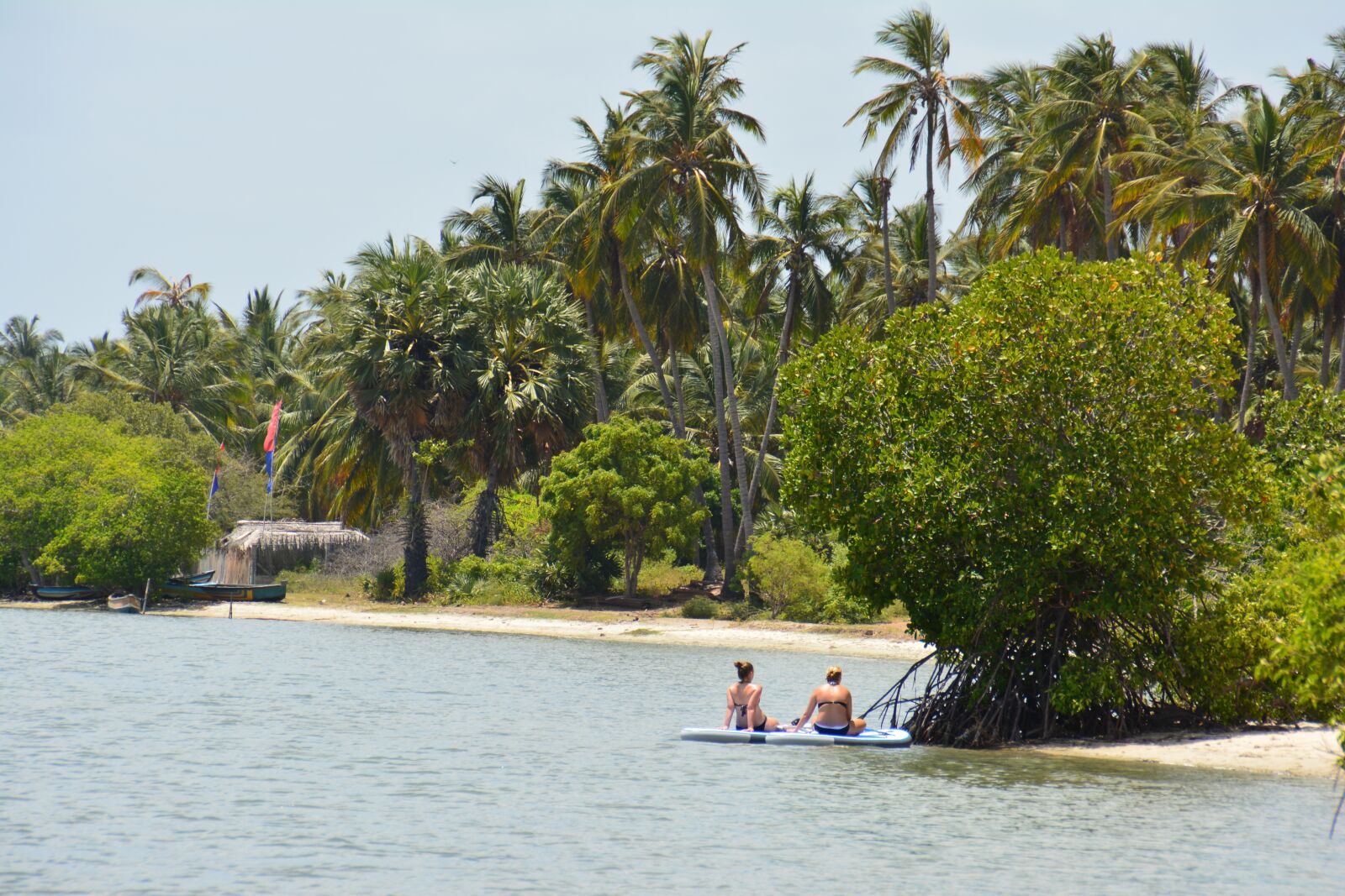 Nikon D5200 sample photo. Sri lanka, palm tree photography