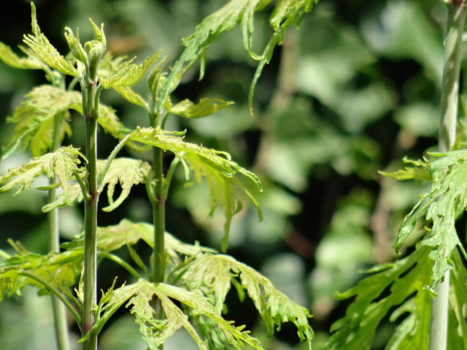 Sony DSC-HX50 sample photo. Plant, leaf, stem photography