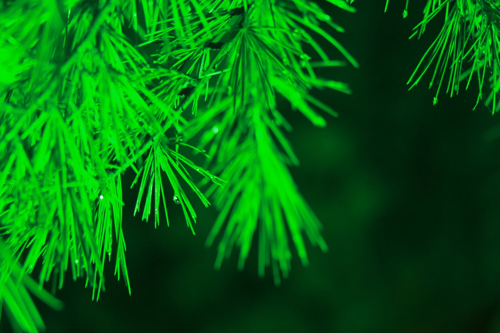 Canon EOS 70D sample photo. Green, the night, bamboo photography