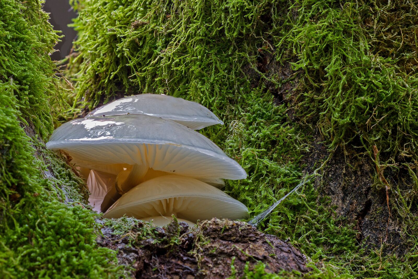 Canon EOS 7D sample photo. Mushroom, agaric, forest mushroom photography