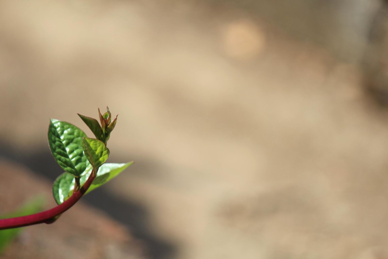 Canon EOS 600D (Rebel EOS T3i / EOS Kiss X5) sample photo. Green leaf, branch, plant photography