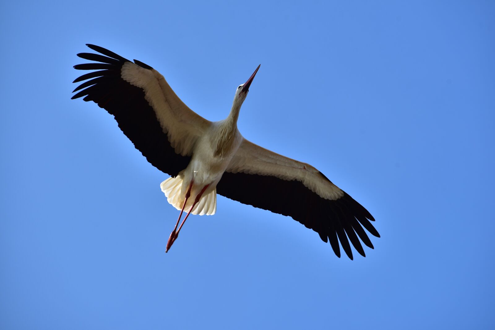 Nikon D750 sample photo. Stork, sky, flying photography
