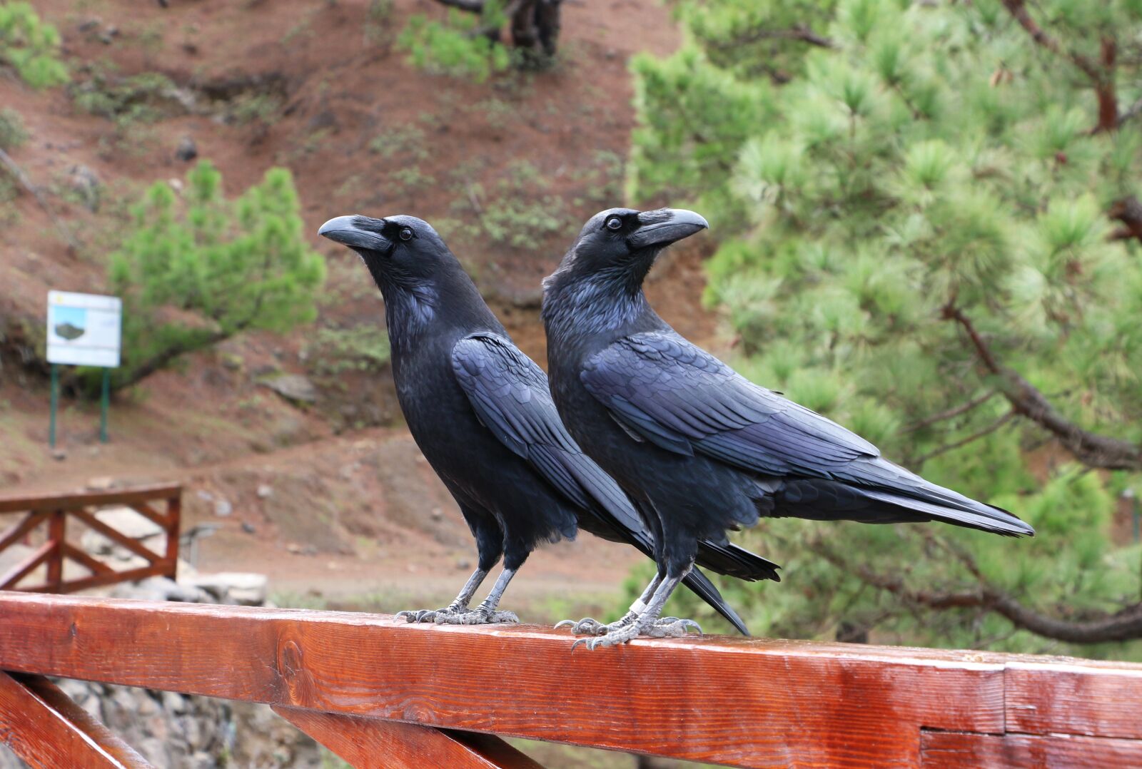 Canon EOS 70D sample photo. Raven, portugal, birds photography