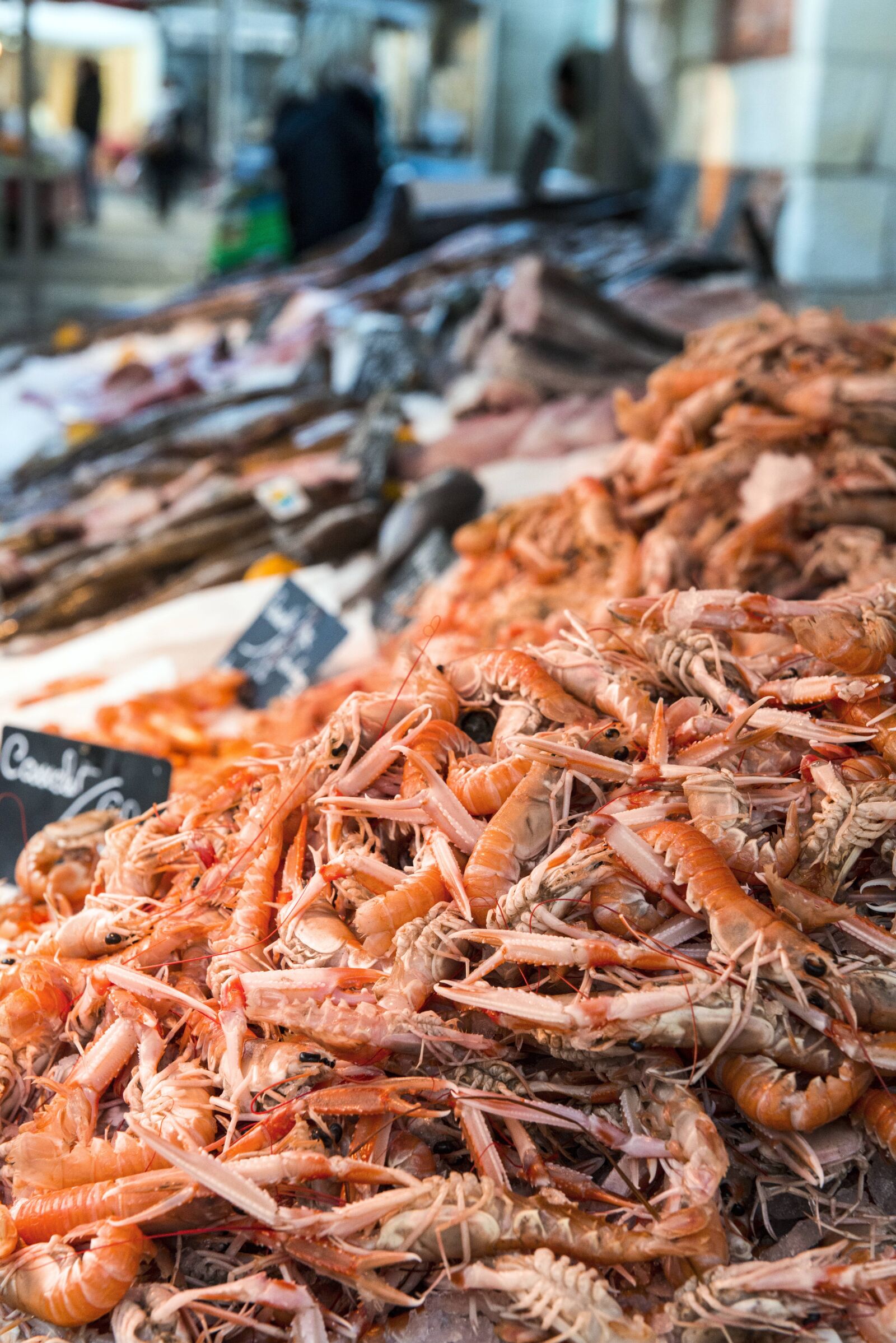 Nikon D800 sample photo. Prawns, sea, ocean photography