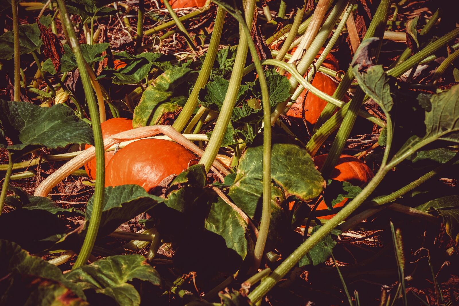 Fujifilm XF 55-200mm F3.5-4.8 R LM OIS sample photo. Pumpkin box, pumpkin, field photography