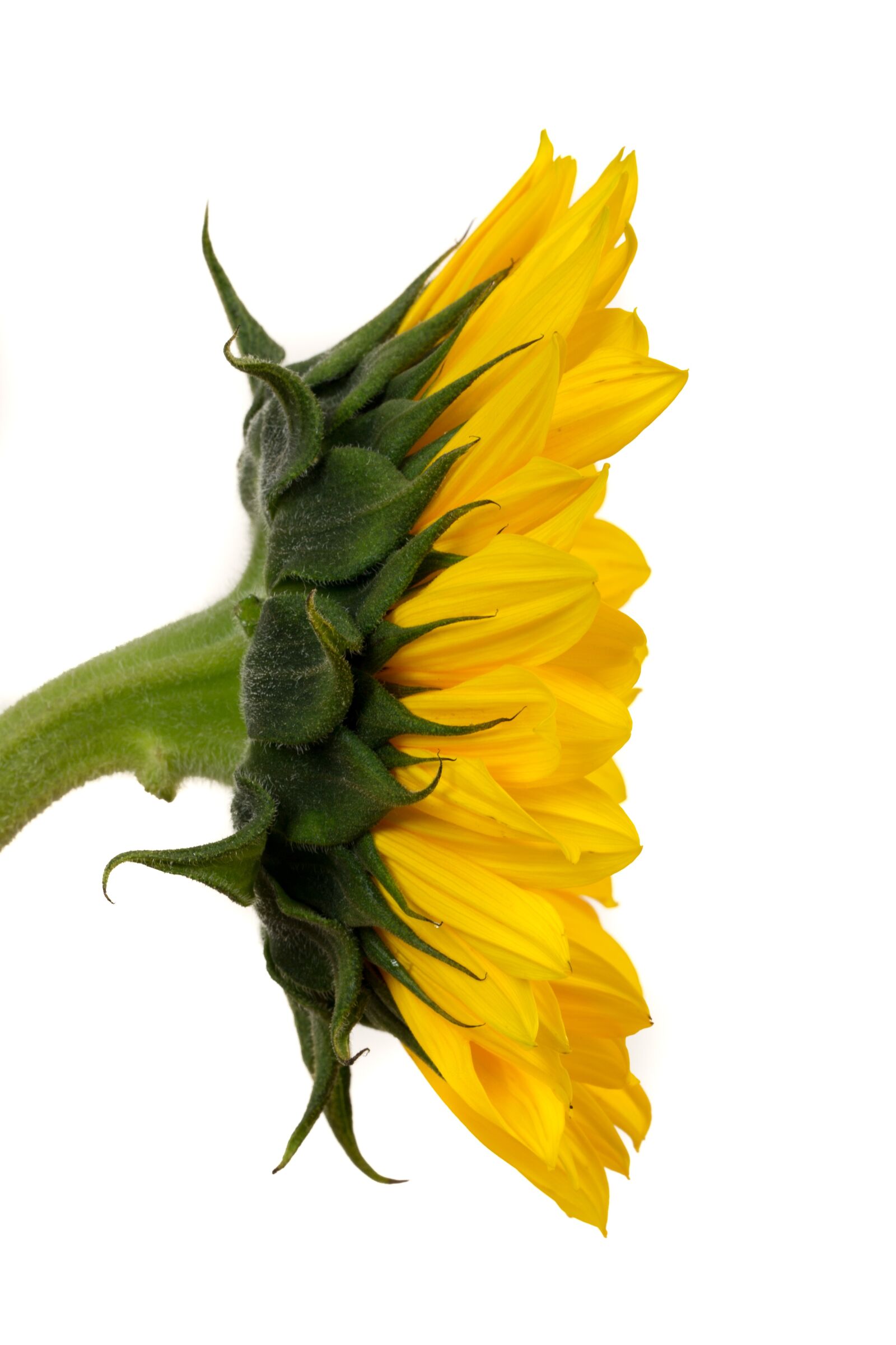 Canon EF 100mm F2.8L Macro IS USM sample photo. Sunflower, yellow, flower photography
