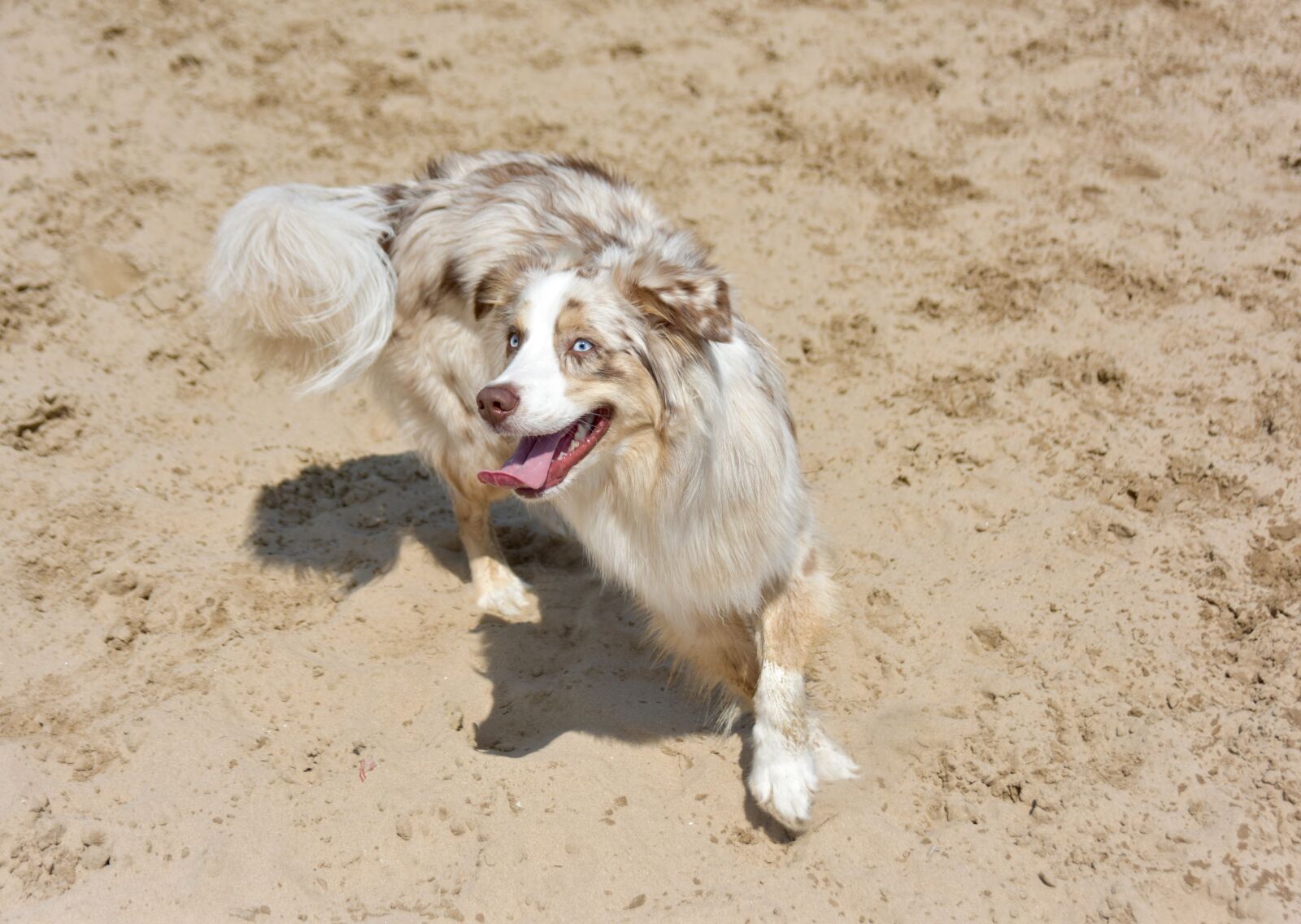 Nikon D810 sample photo. Dog, puppy, pet photography