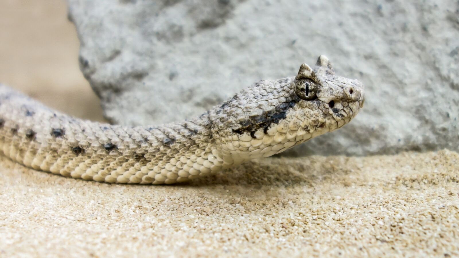 Sony Cyber-shot DSC-RX100 sample photo. Snake, deserts horn viper photography