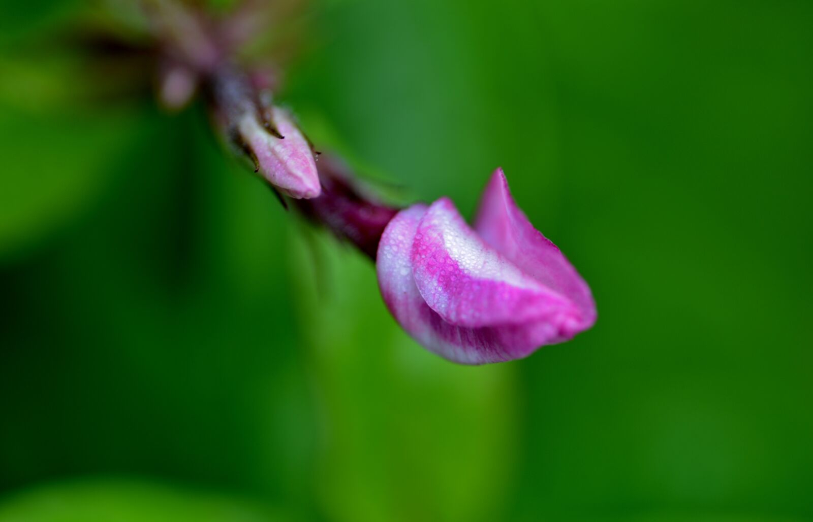 Nikon D600 sample photo. Flower bud, lilac, flora photography