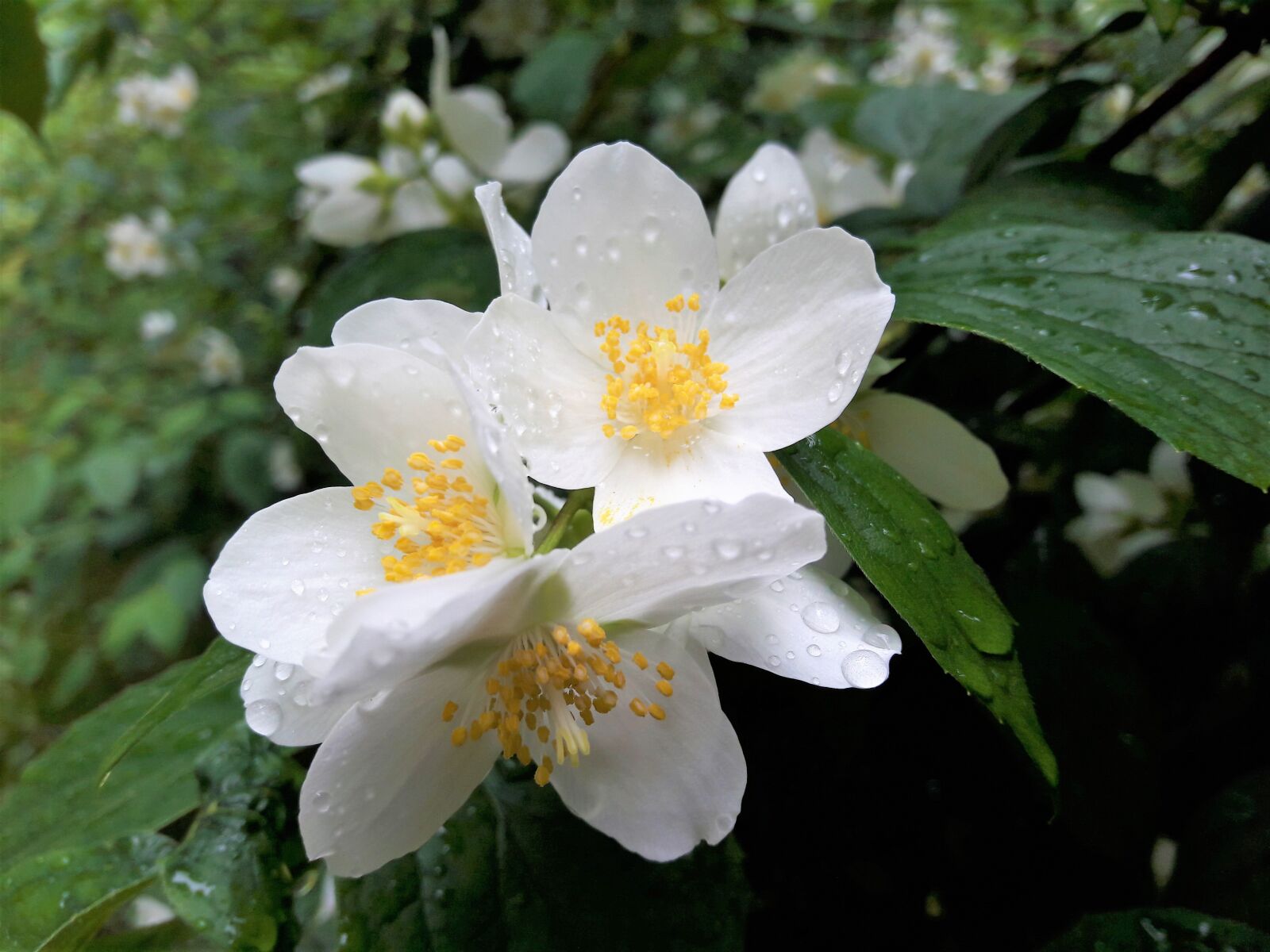 Samsung Galaxy A5(2016) sample photo. Busch, natur, sommer photography