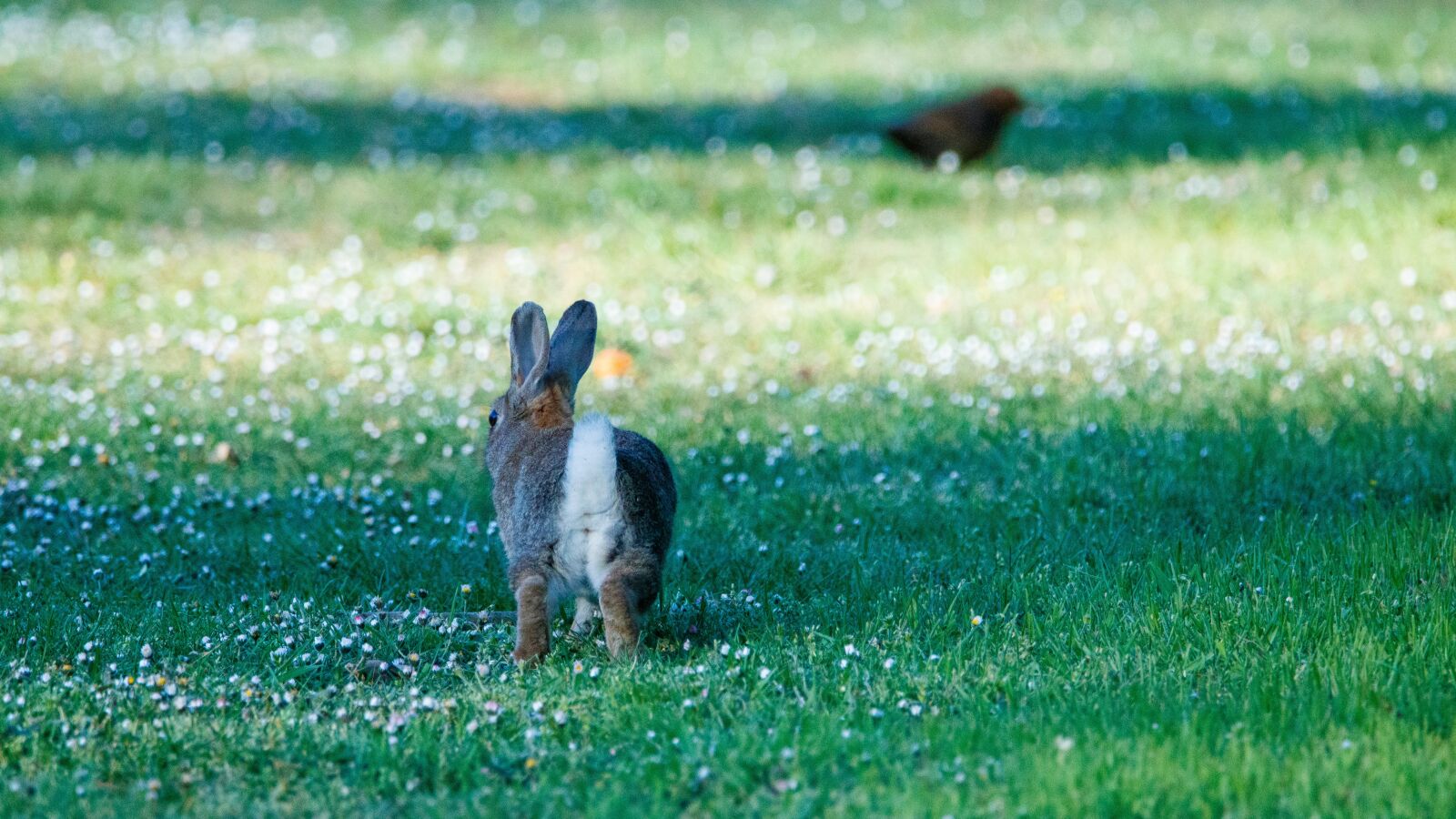 150-600mm F5-6.3 DG OS HSM | Contemporary 015 sample photo. Rabbit, rush, nature photography