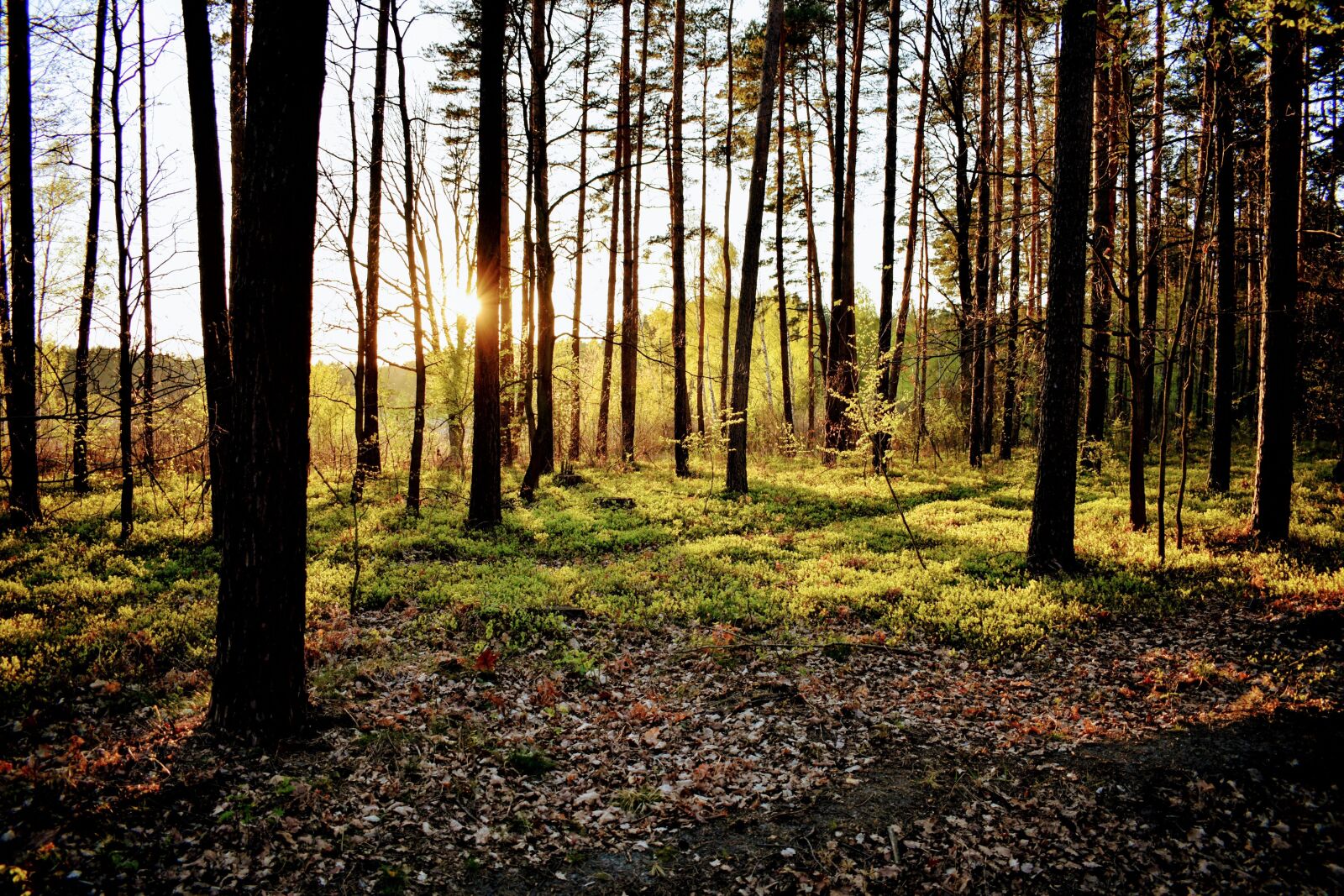 Nikon D3400 sample photo. Forest, nature, west photography