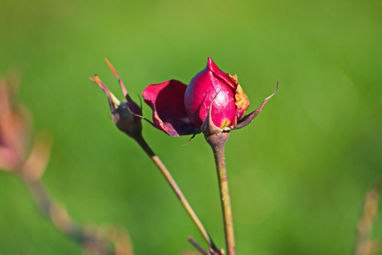 Nikon D3300 sample photo. Flower of january, flower photography