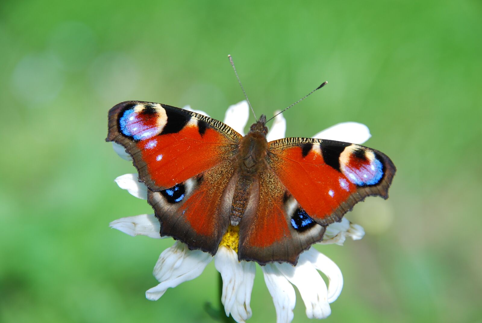Nikon D80 sample photo. Butterfly, peacock, aglais io photography