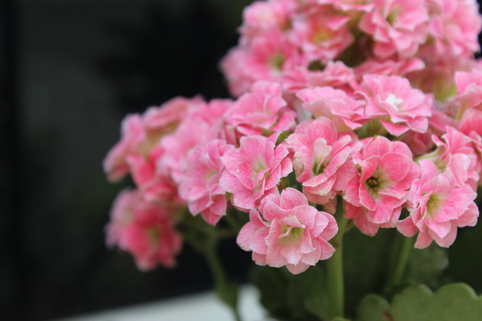 Canon EOS 600D (Rebel EOS T3i / EOS Kiss X5) sample photo. Flowers, pink, blossom photography