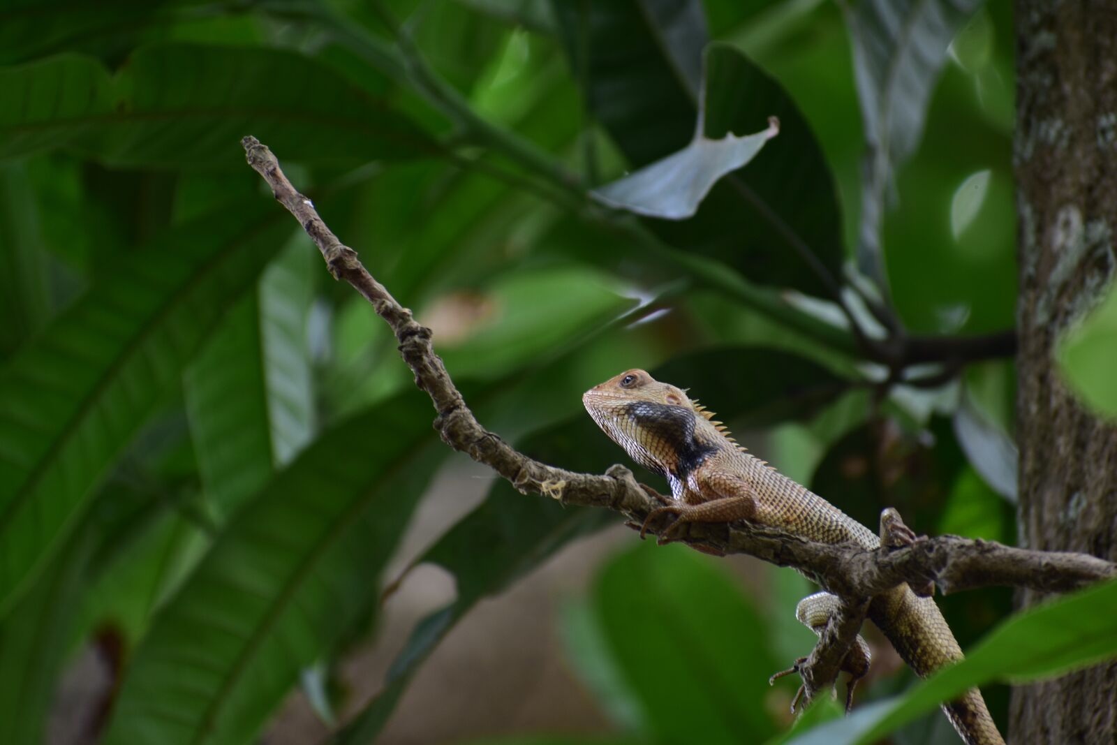 Nikon D3400 sample photo. Lizard, close up, green photography