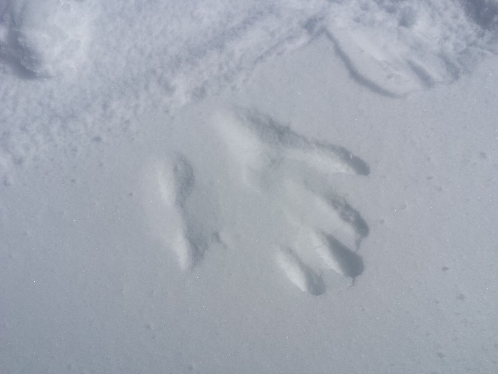 Samsung Galaxy S4 sample photo. Snow, white, winter photography