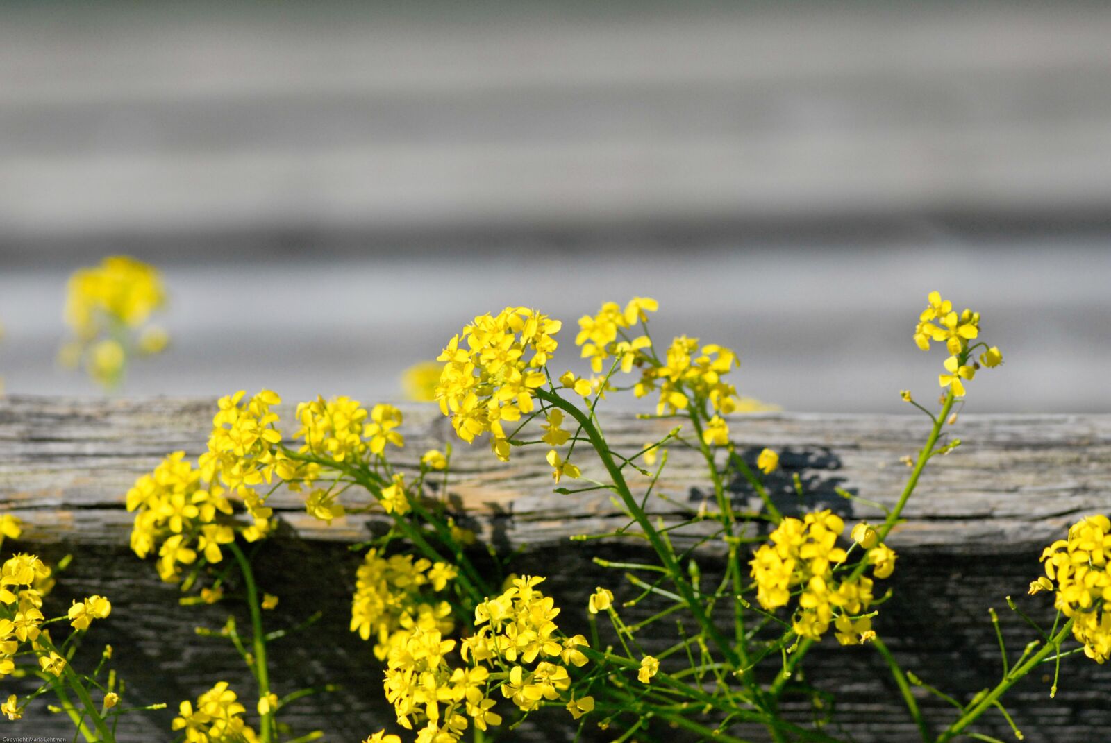 Nikon D200 sample photo. Flower, flowers, yellow photography