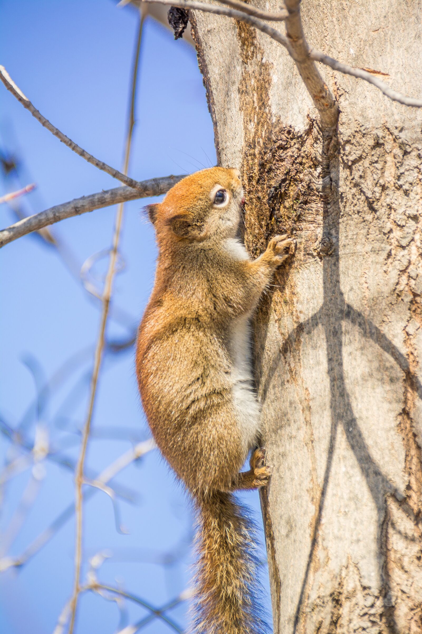 Nikon D5200 sample photo. Red squirrel, rodent, squirrel photography