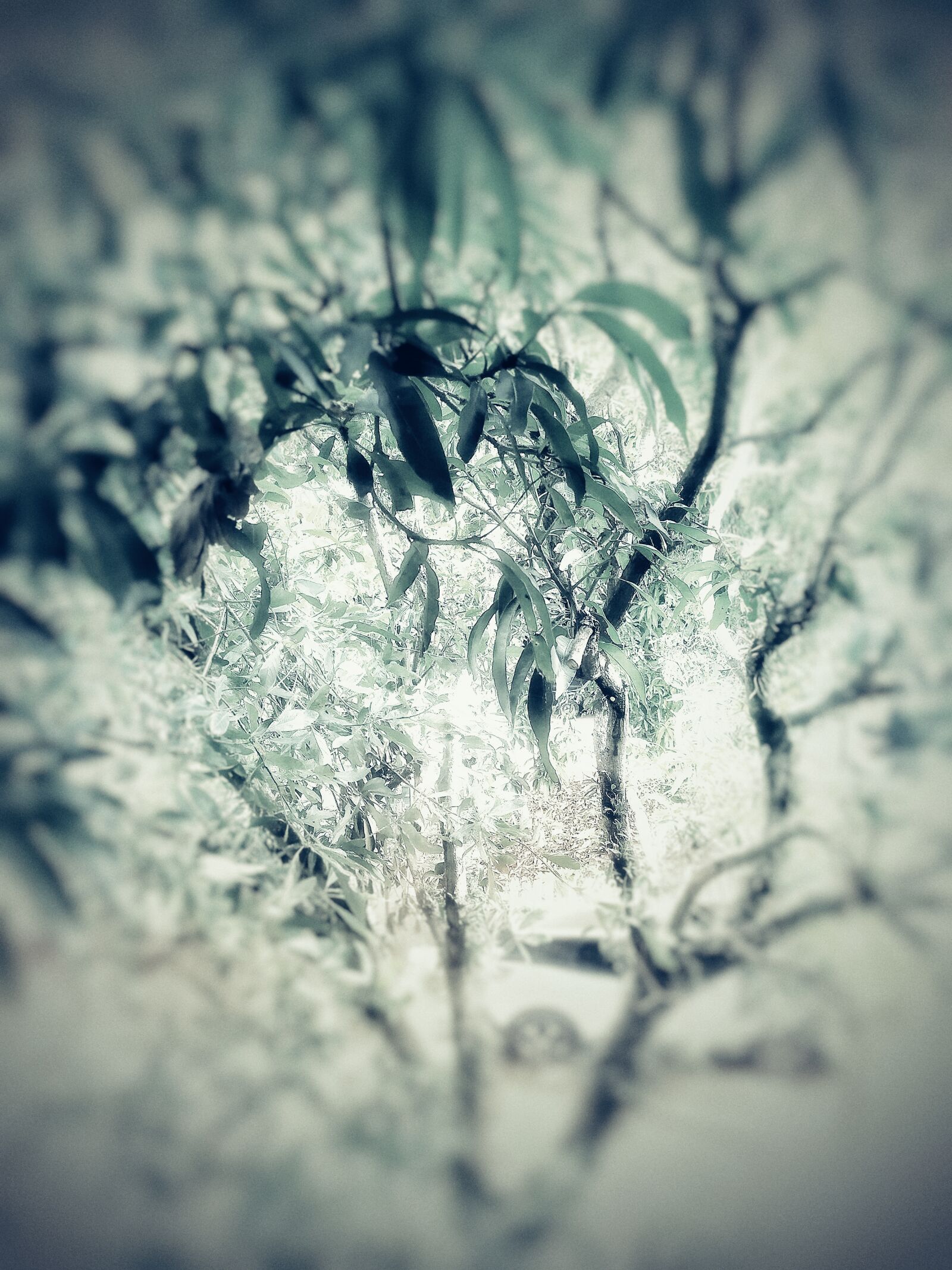 Xiaomi Redmi Note 7 sample photo. Nature, trees, blurry photography