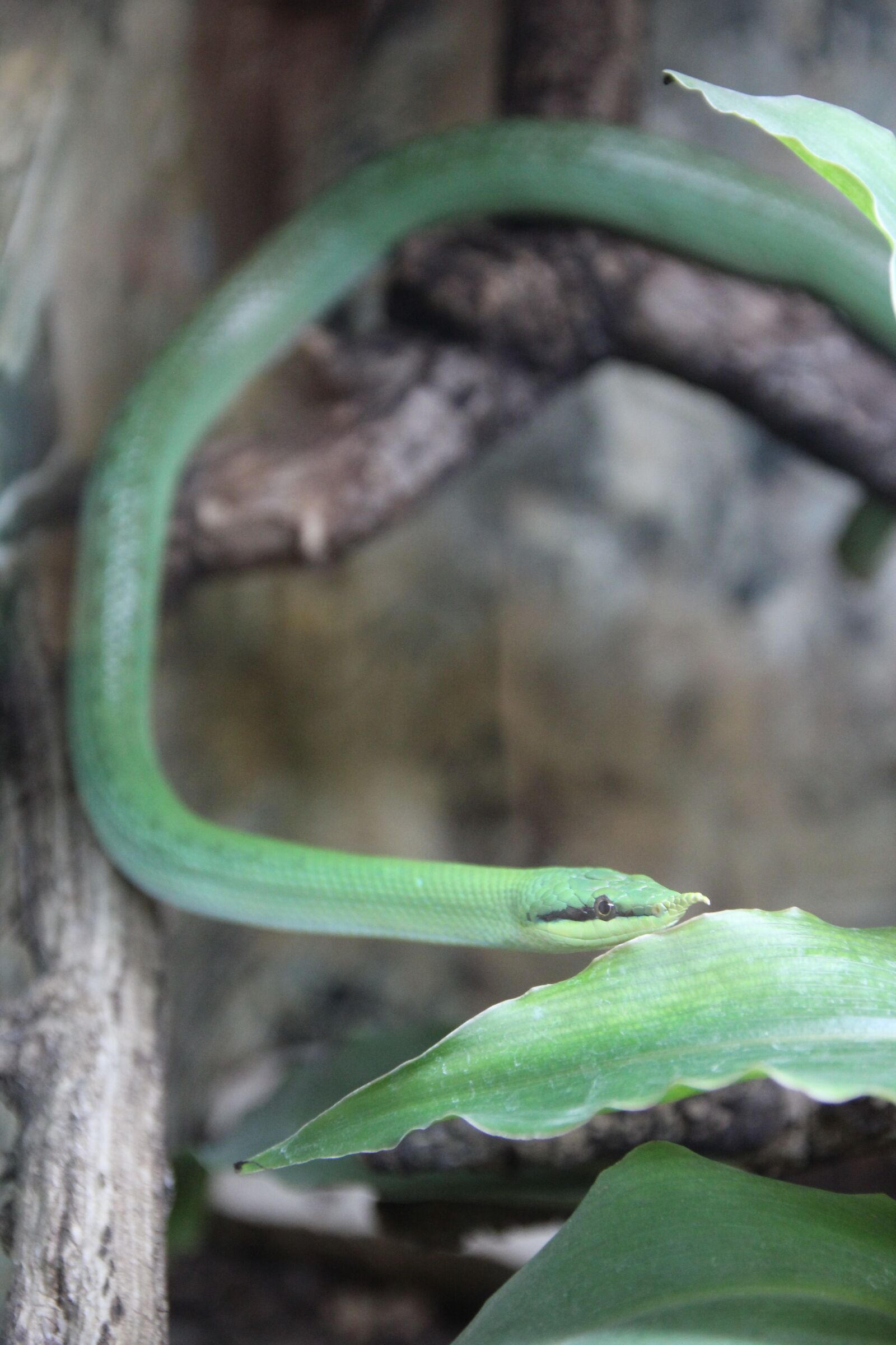 Canon EOS 550D (EOS Rebel T2i / EOS Kiss X4) sample photo. Snake, green, reptile photography