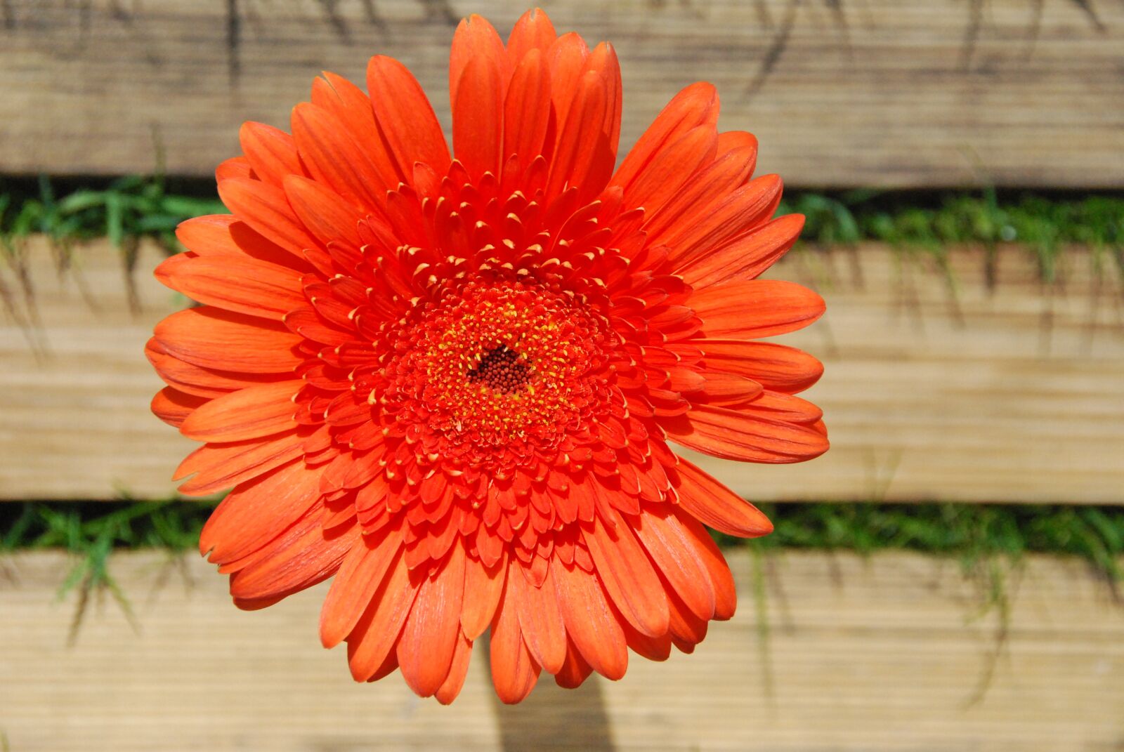 Nikon D80 sample photo. Gerbera, orange, blossom photography