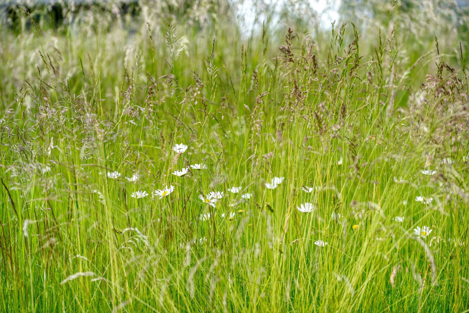 Nikon D750 sample photo. Meadow, grasses, wild photography